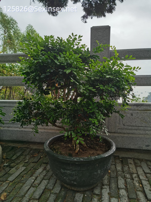 IMG_20250315_120652.jpeg