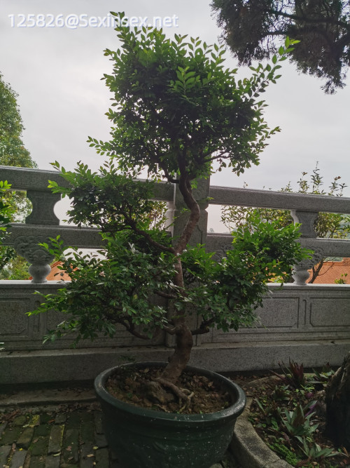 IMG_20250315_120718.jpeg