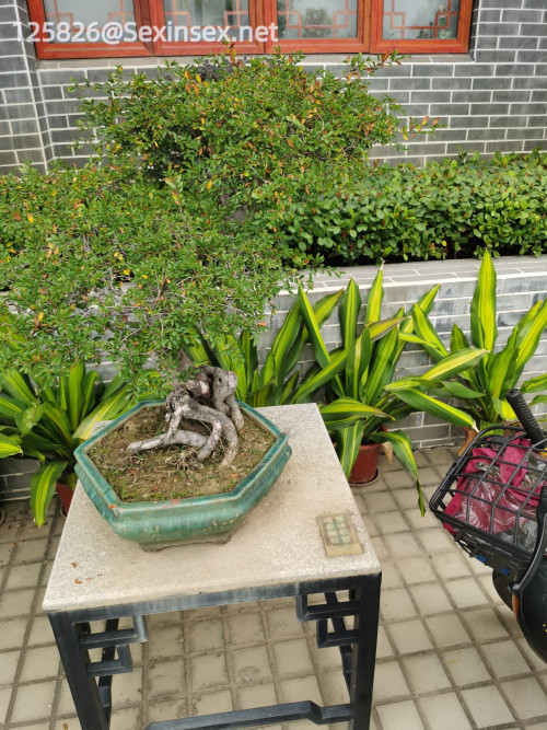 IMG_20250315_122427.jpeg